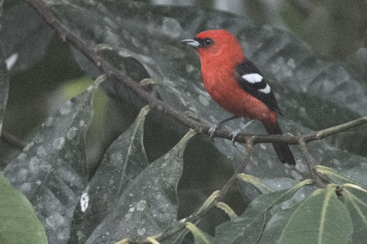 Піранга білокрила - ML645215240