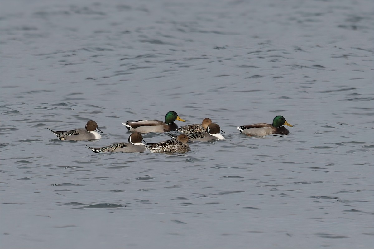 Northern Pintail - ML645215243