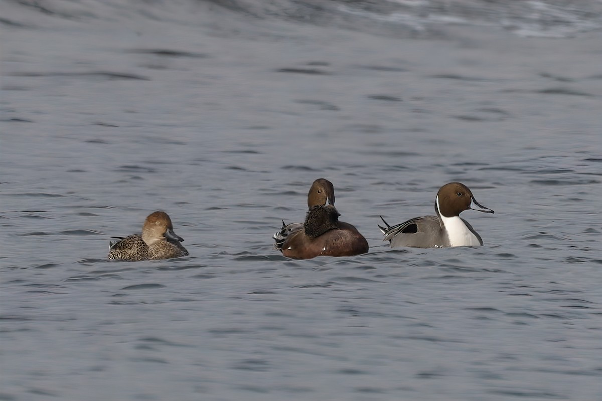 Northern Pintail - ML645215244