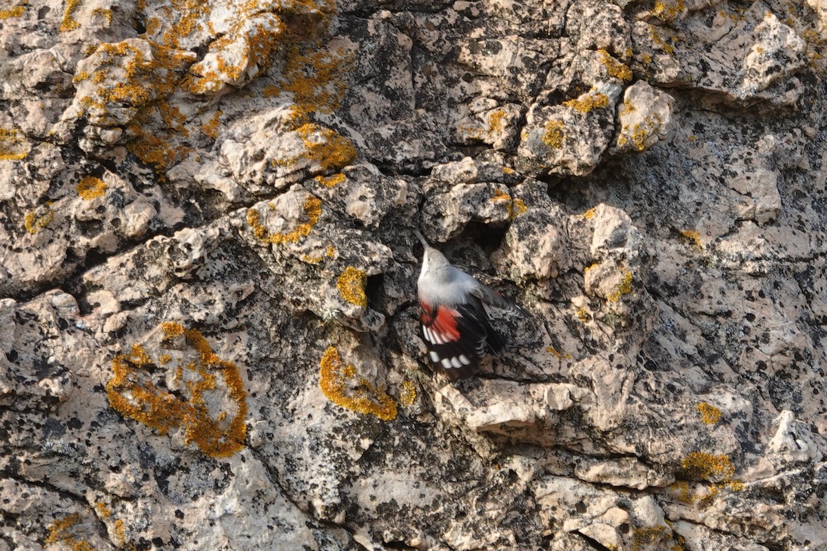 Wallcreeper - ML645215245