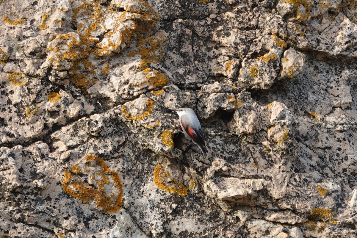Wallcreeper - ML645215246