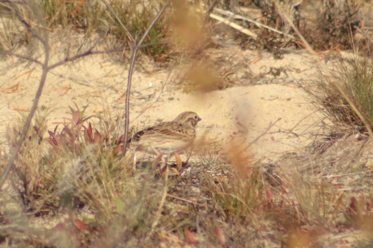 Vesper Sparrow - ML645215249