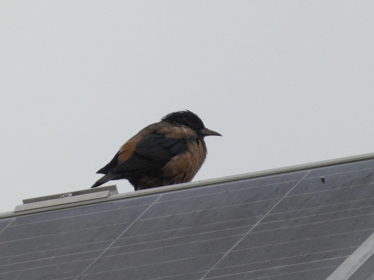 Шпак рожевий - ML645215255