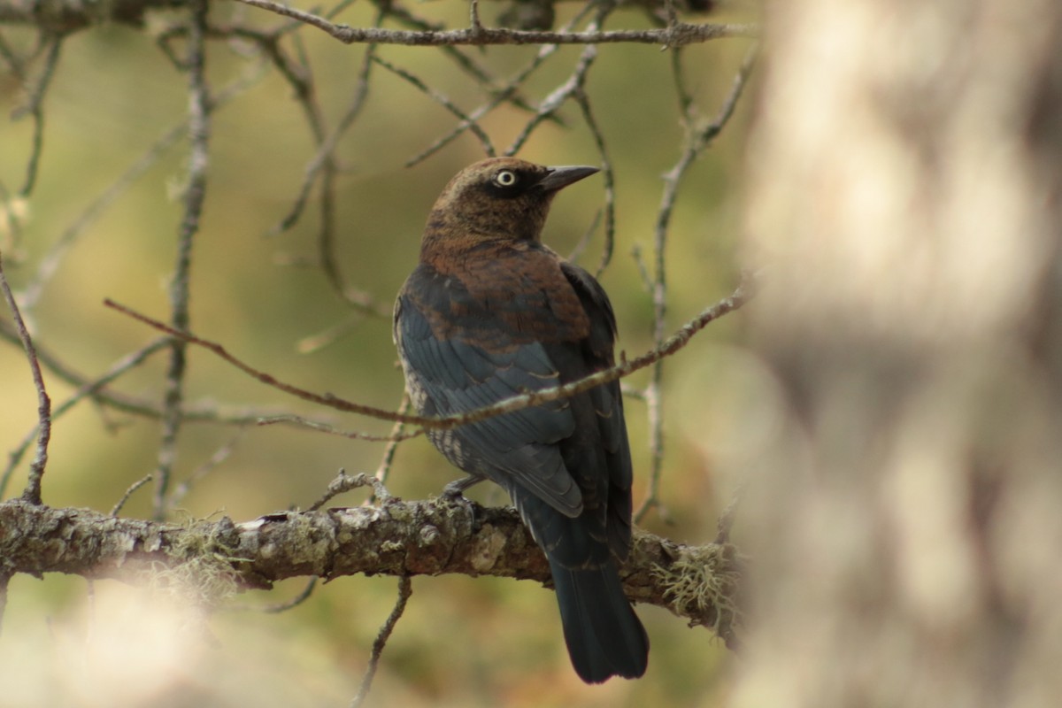 Трупіалець північний - ML645215256