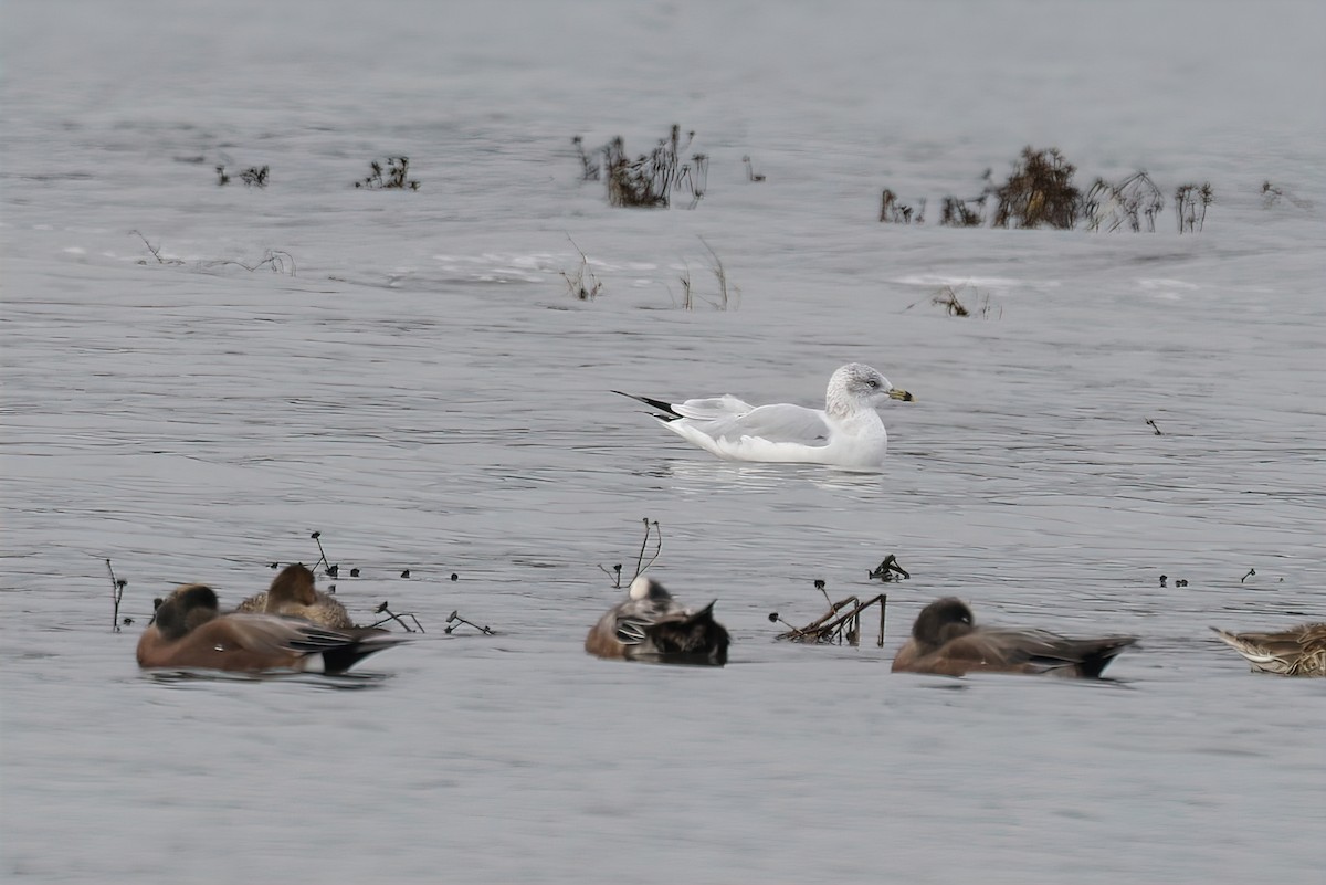 Мартин делаверський - ML645215257