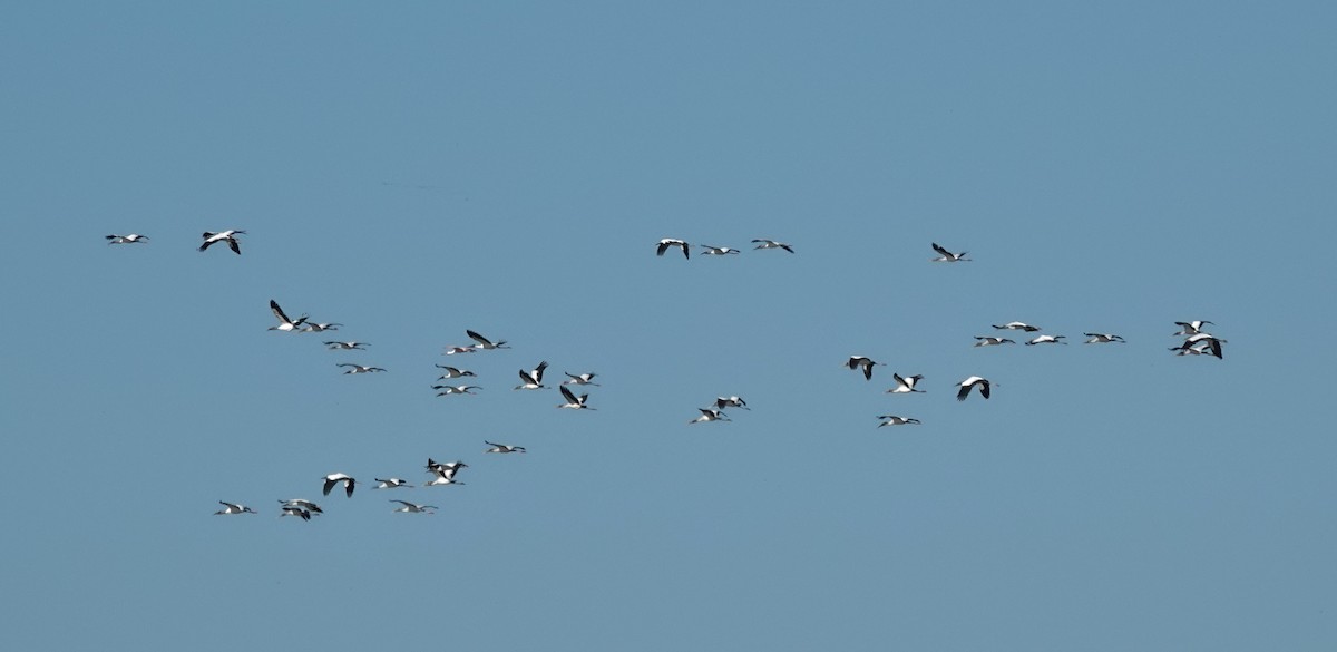 Міктерія - ML645215259