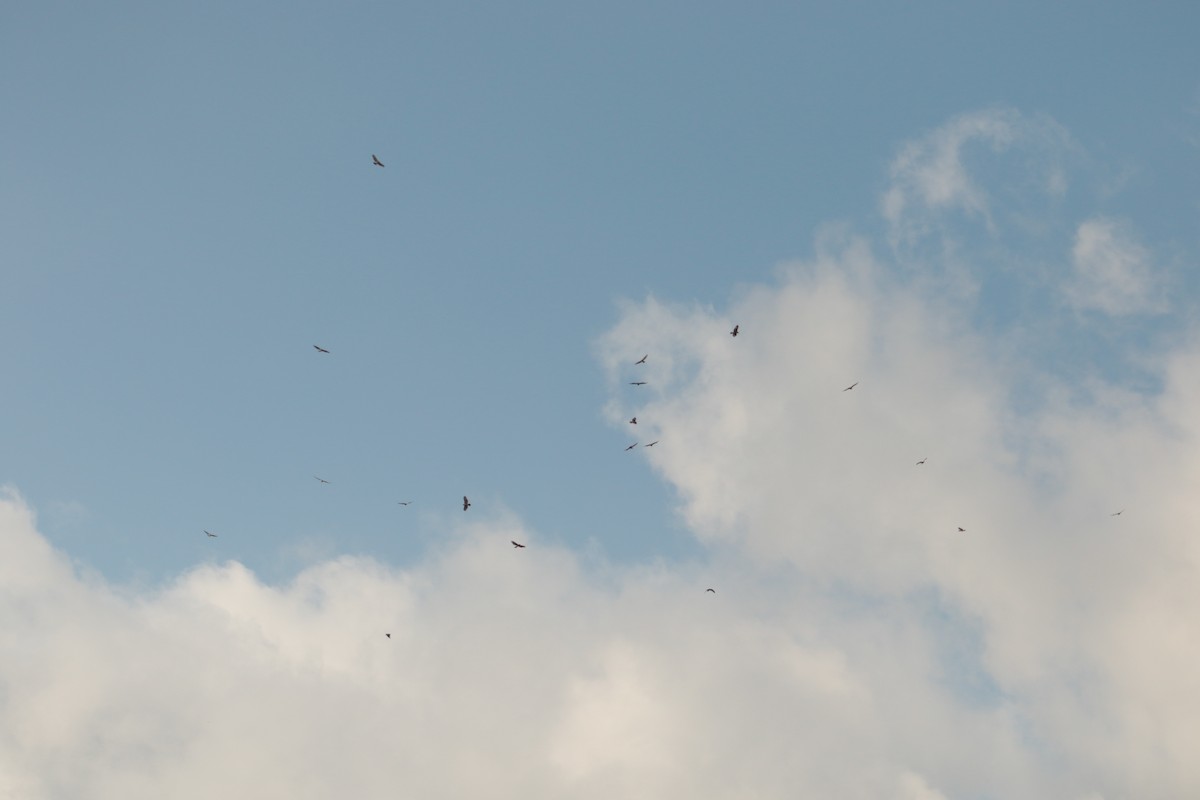 Канюк неоарктичний - ML645215260