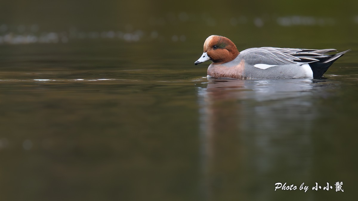 Свищ євразійський - ML645215261