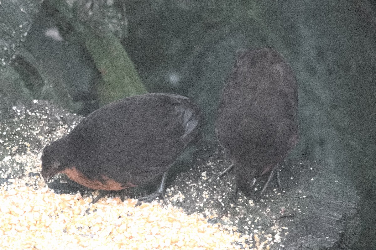 Токро еквадорський - ML645215262