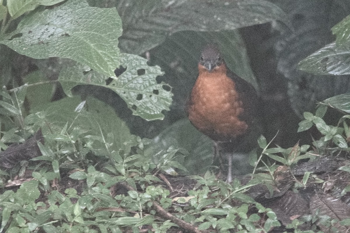 Токро еквадорський - ML645215263