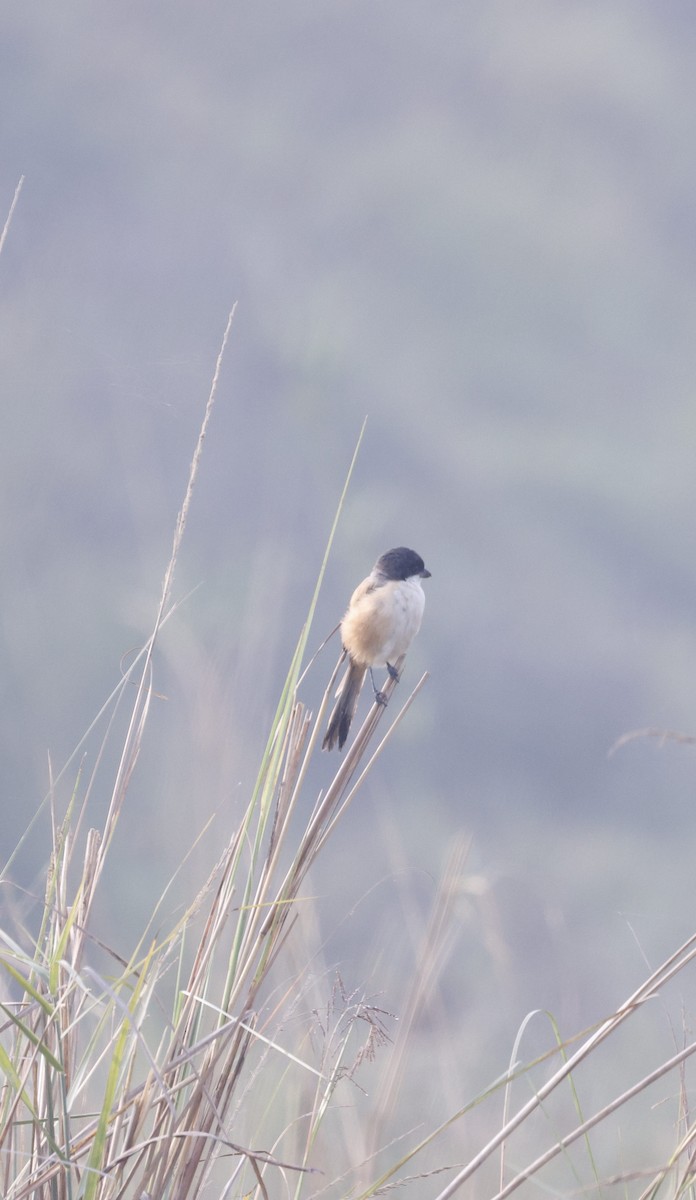 Мунія трибарвна - ML645215264