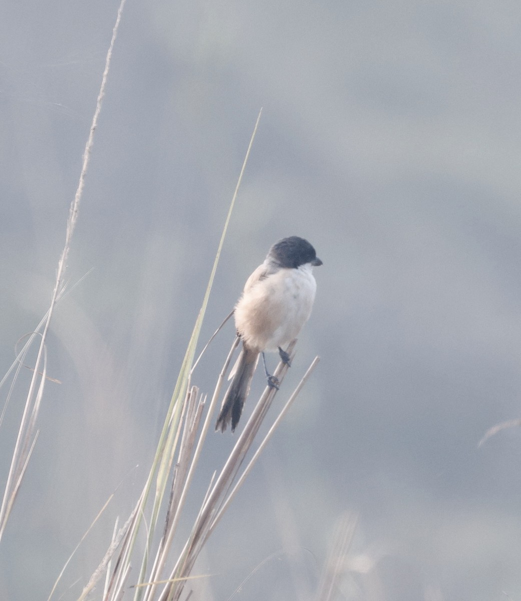 Мунія трибарвна - ML645215265