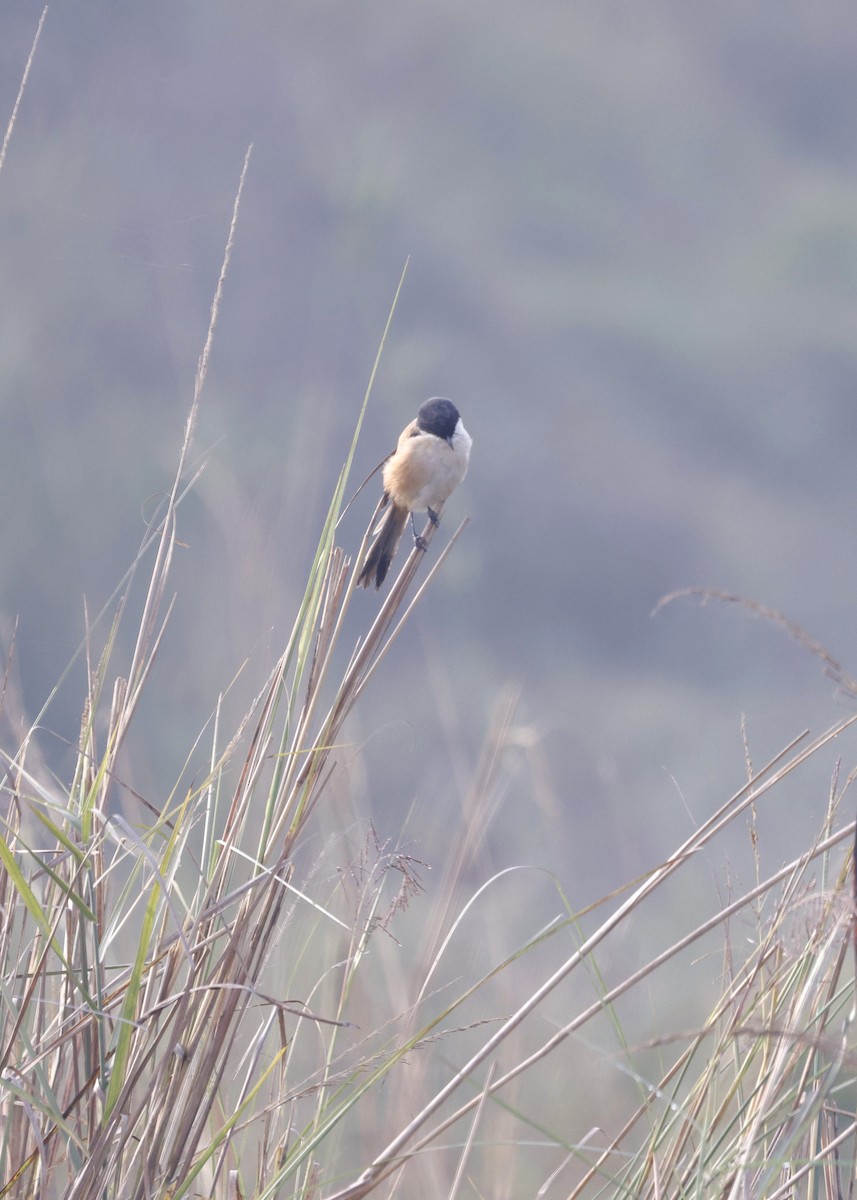 Мунія трибарвна - ML645215266