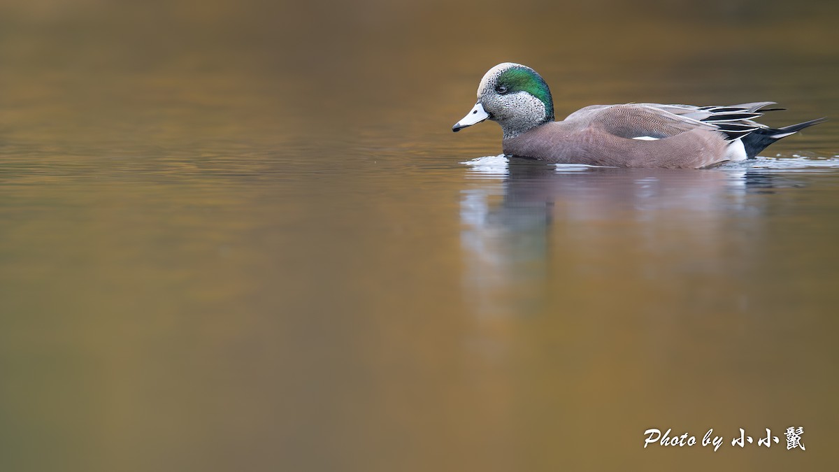 Свищ американський - ML645215267