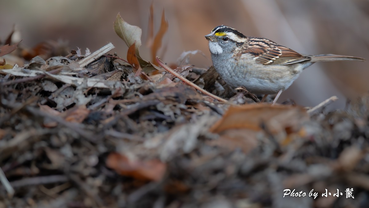 Бруант білогорлий - ML645215268