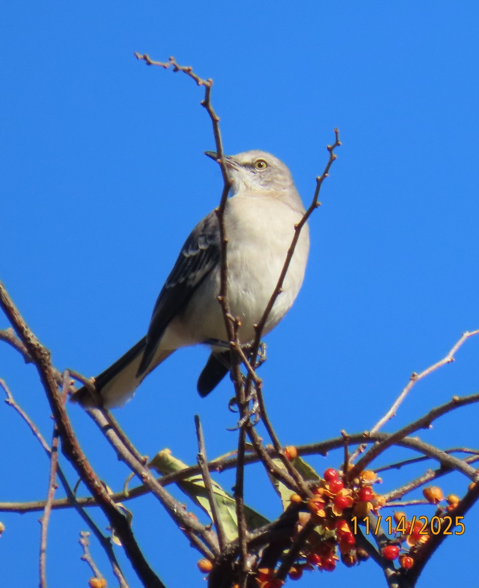 Пересмішник багатоголосий - ML645215269