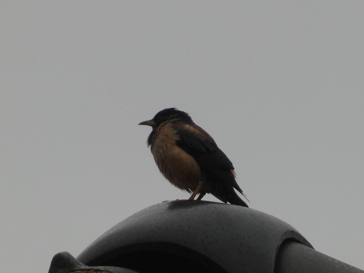 Шпак рожевий - ML645215270