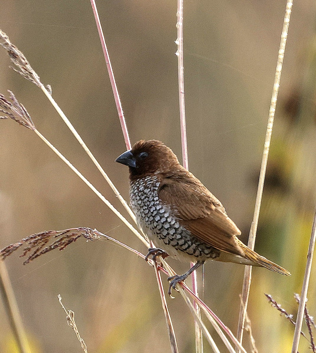 Мунія іржаста - ML645215272