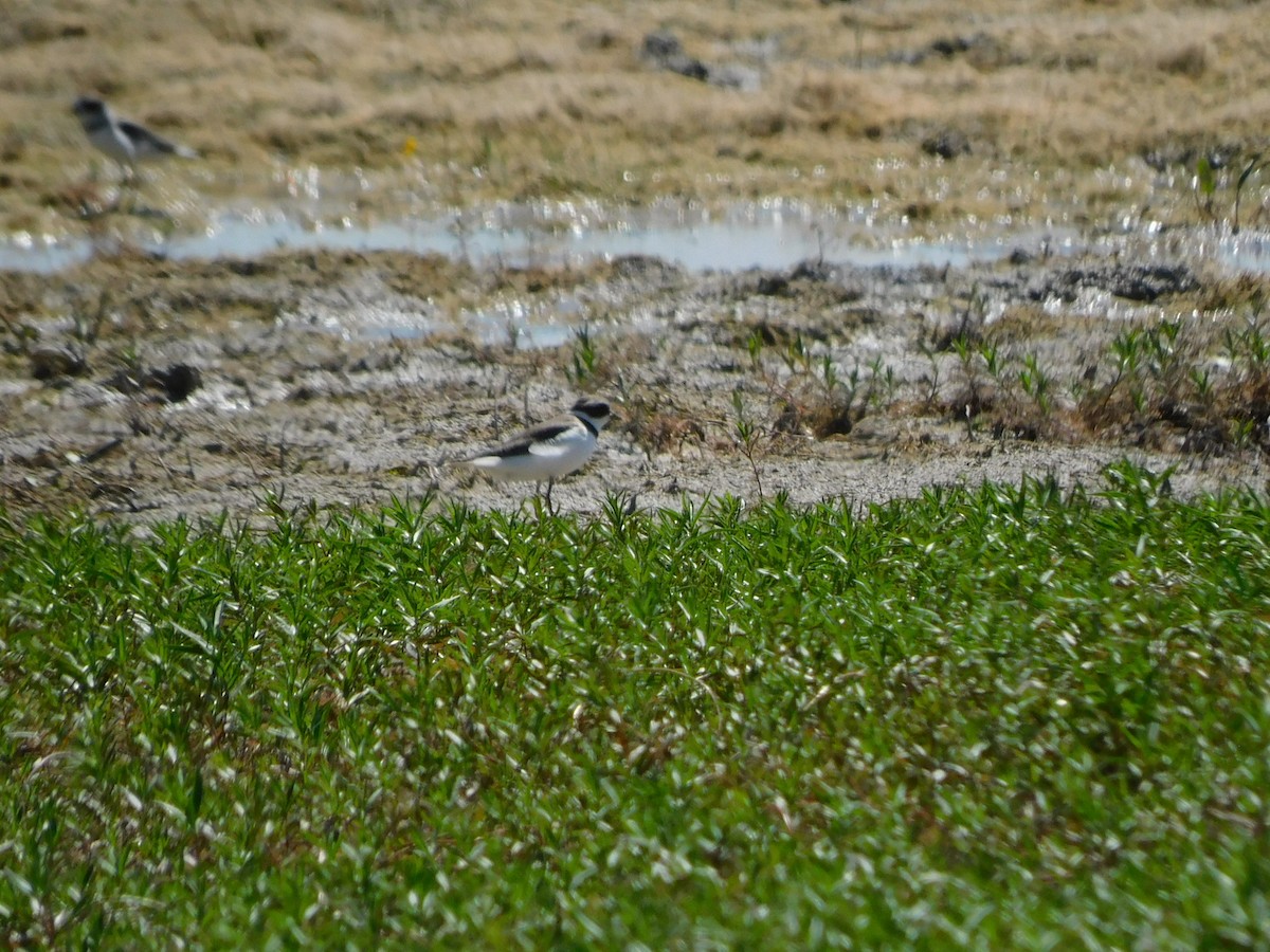 Пісочник канадський - ML645215273