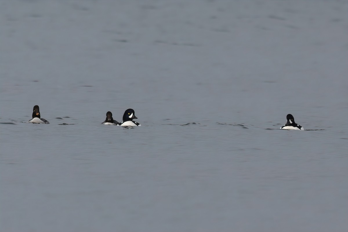 Гоголь малий - ML645215274