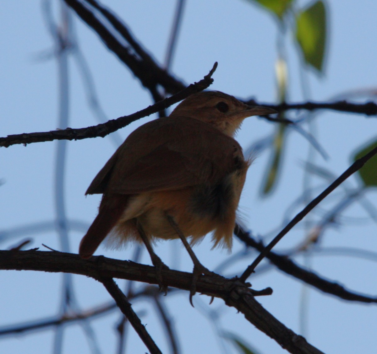 Горнеро рудий - ML645215275