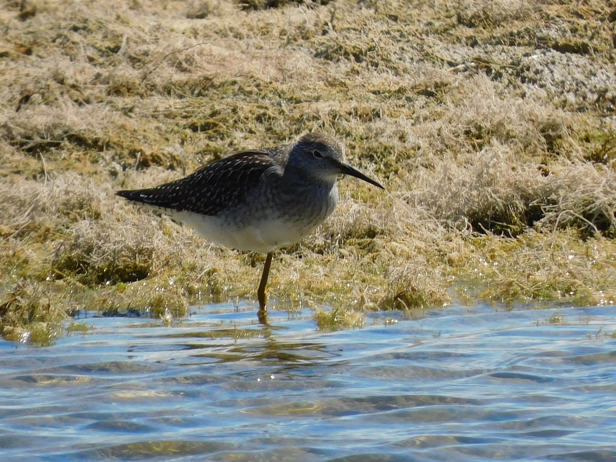 Коловодник жовтоногий - ML645215276