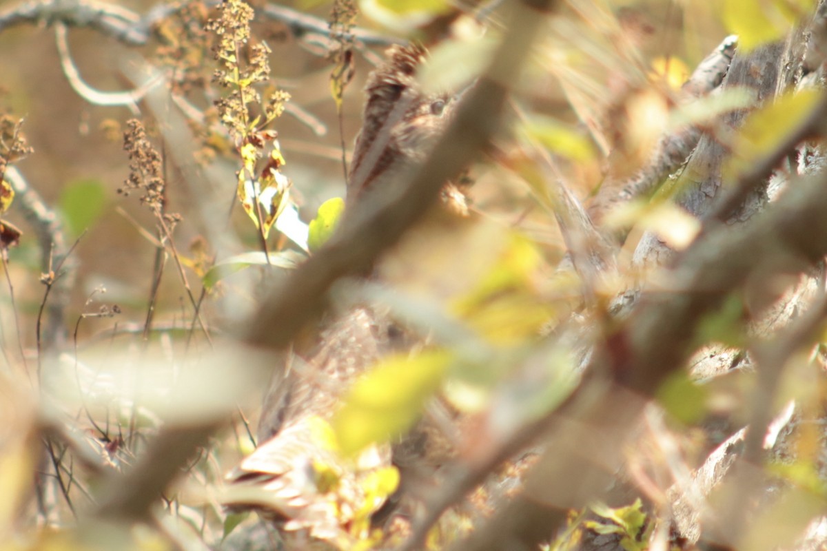 Орябок американський - ML645215278