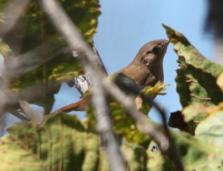 Southern House Wren - ML645215279