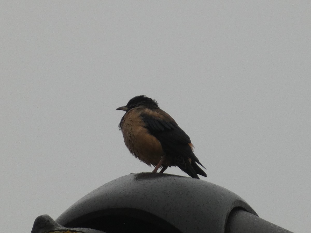 Шпак рожевий - ML645215280