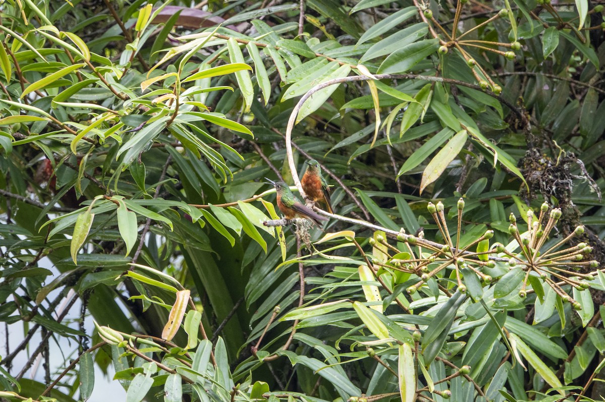 Колібрі-коронет каштановогрудий - ML645215281