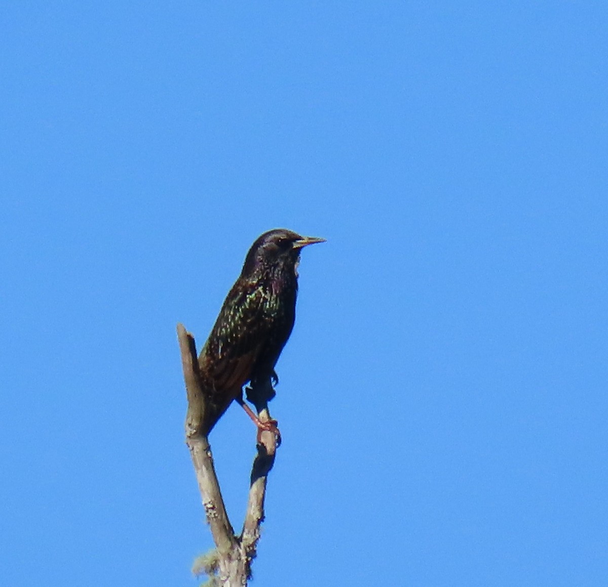 Шпак звичайний - ML645215282