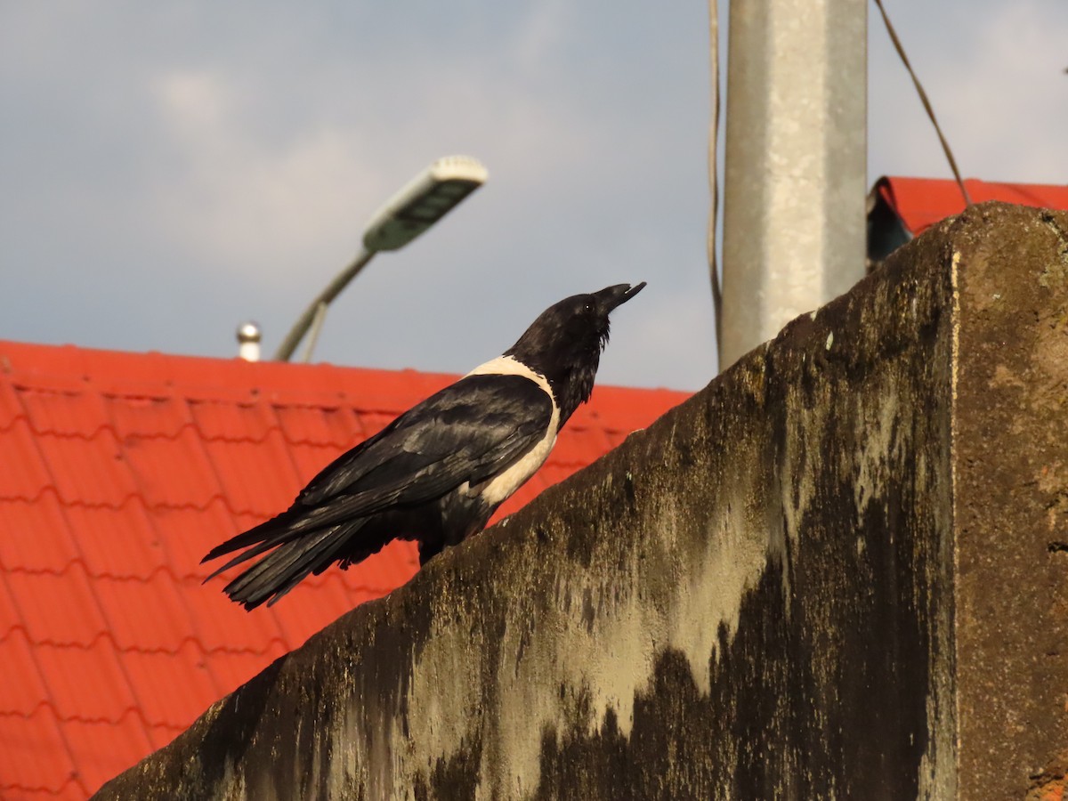 Крук строкатий - ML645215283