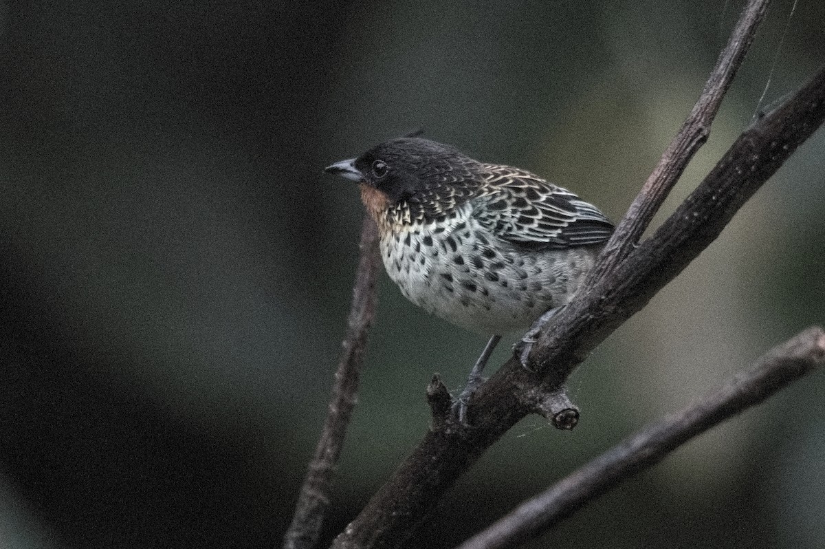 Танагра рудогорла - ML645215284