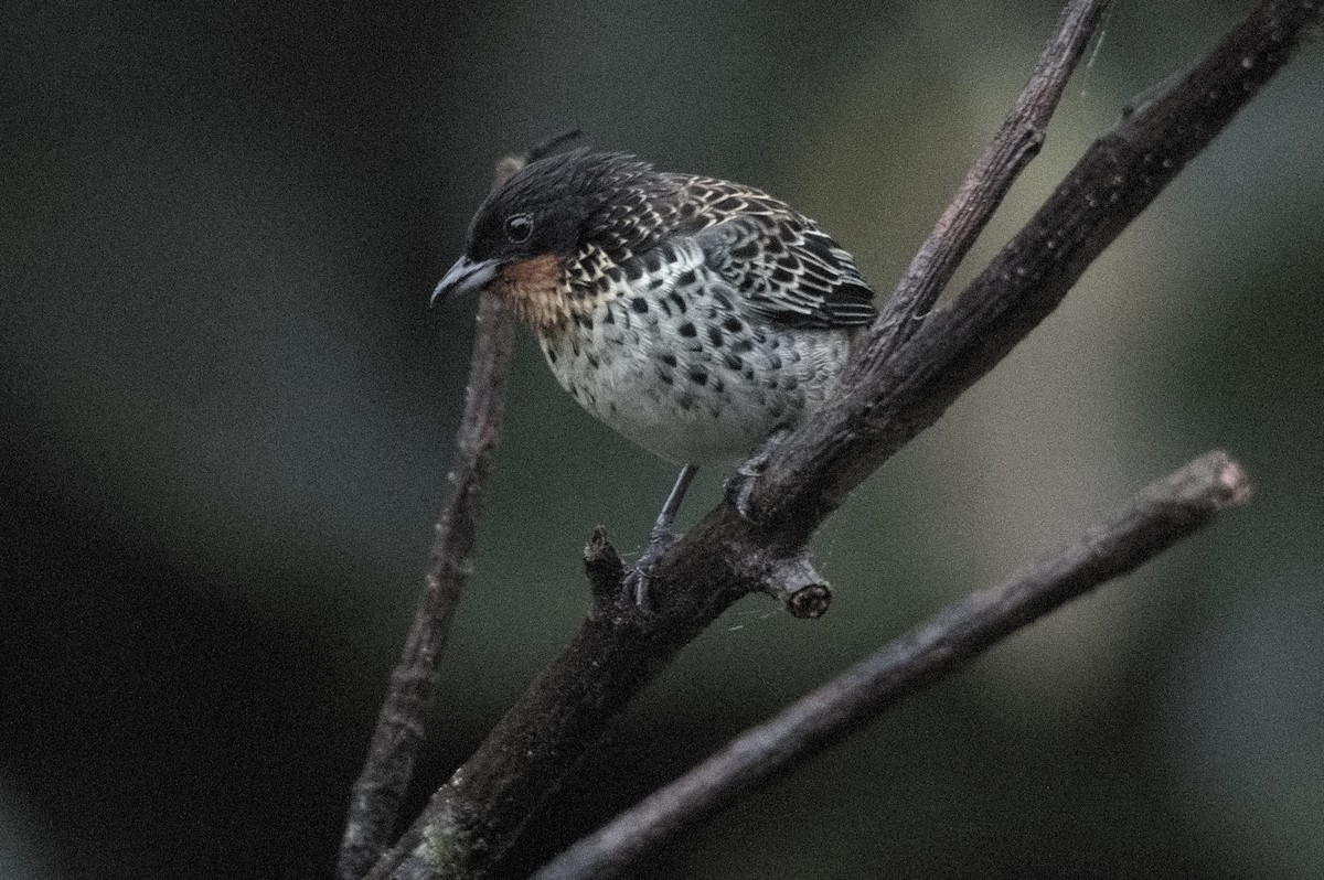 Танагра рудогорла - ML645215285