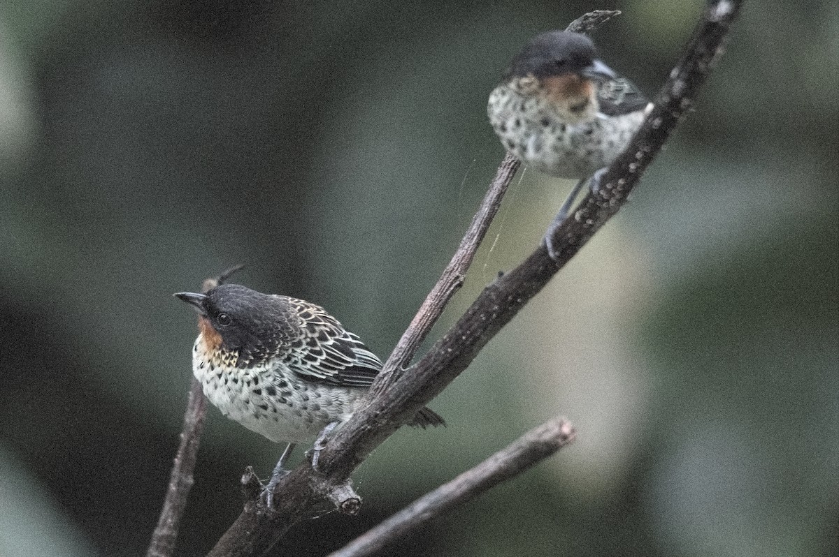 Танагра рудогорла - ML645215286