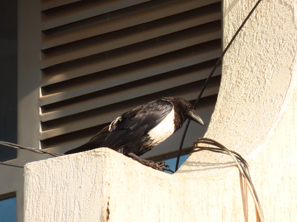 Pied Crow - ML645215287