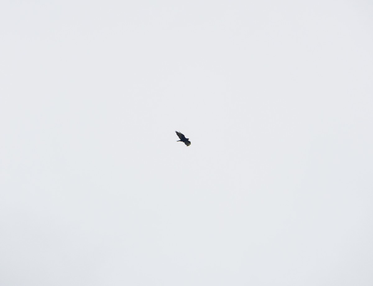 Zone-tailed Hawk - ML645215288