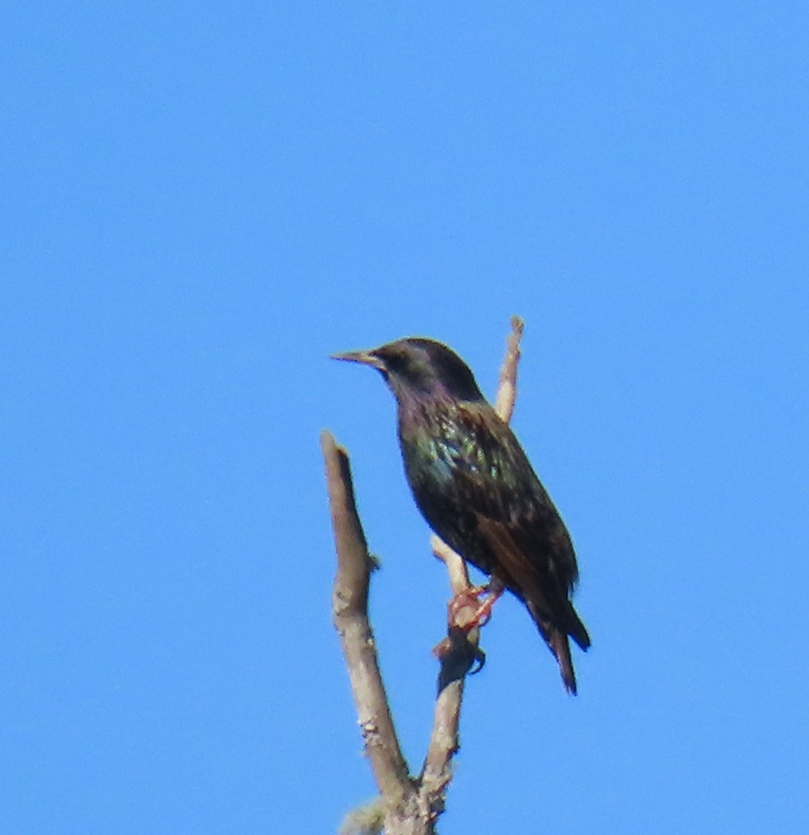 European Starling - ML645215289