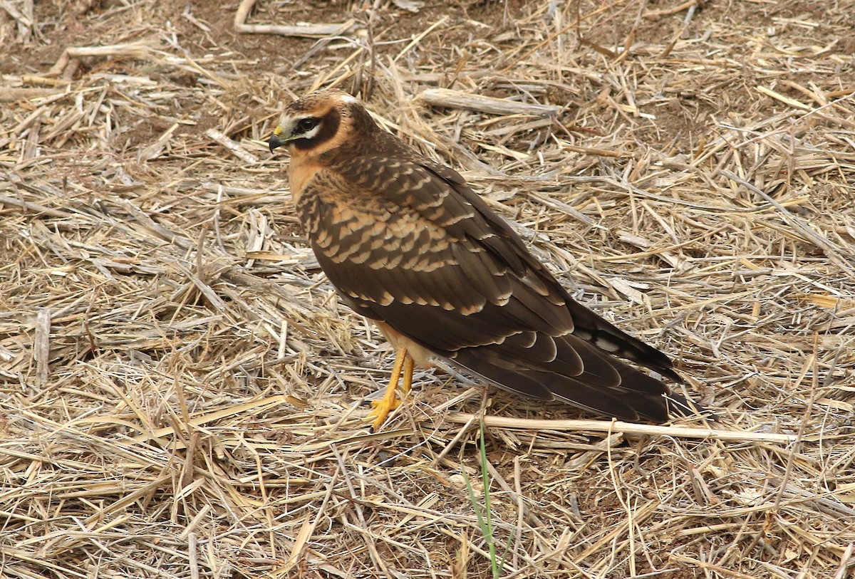 Pallid Harrier - ML645215290