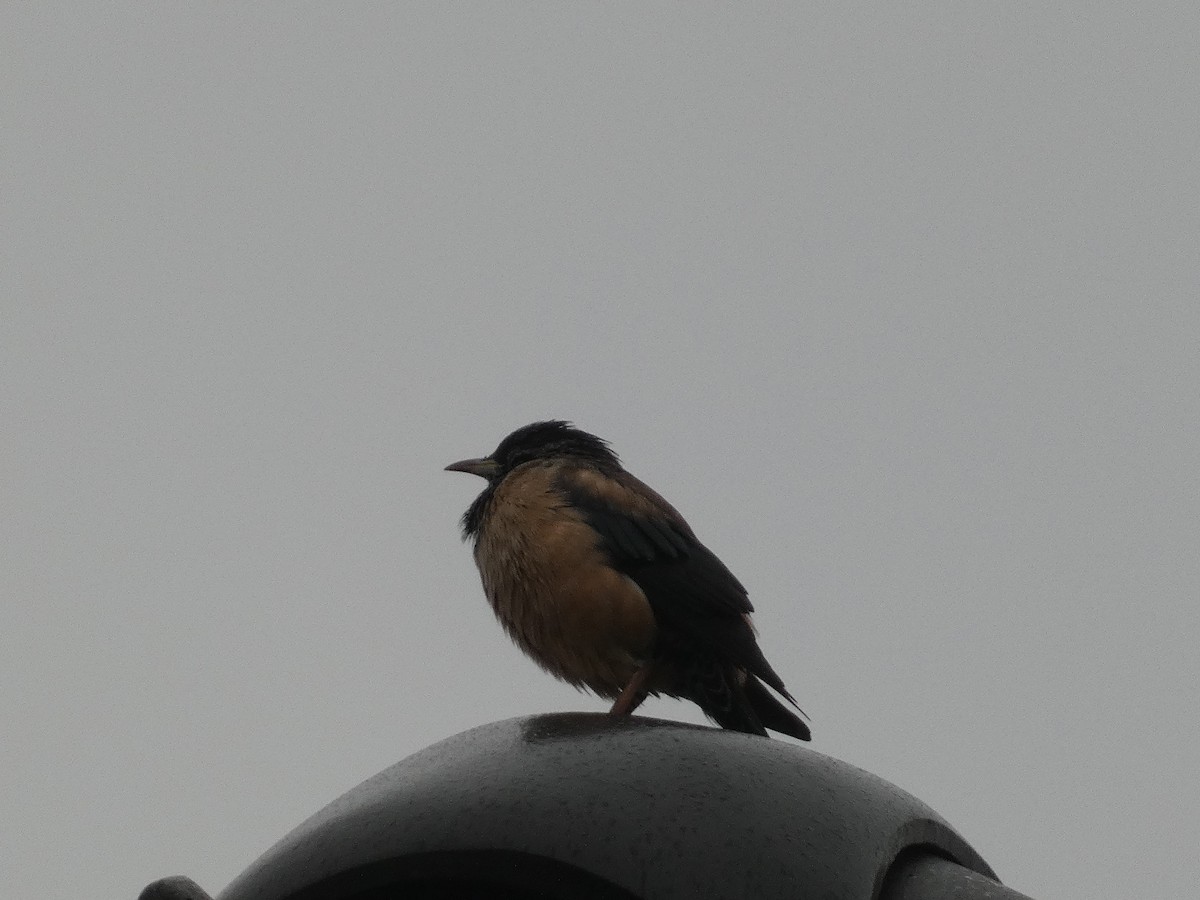Rosy Starling - ML645215291