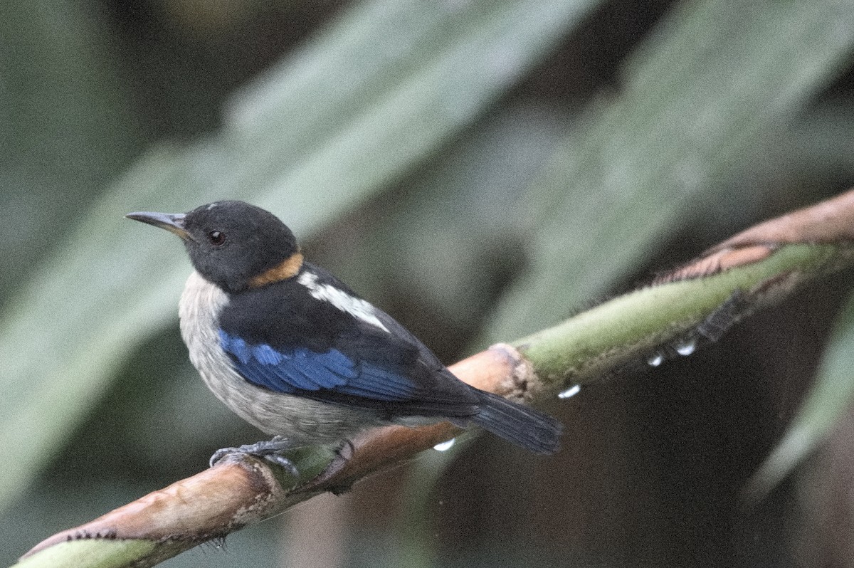 Golden-collared Honeycreeper - ML645215293