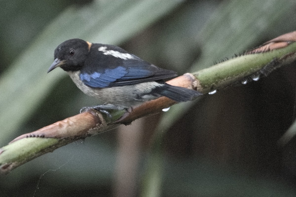 Golden-collared Honeycreeper - ML645215294