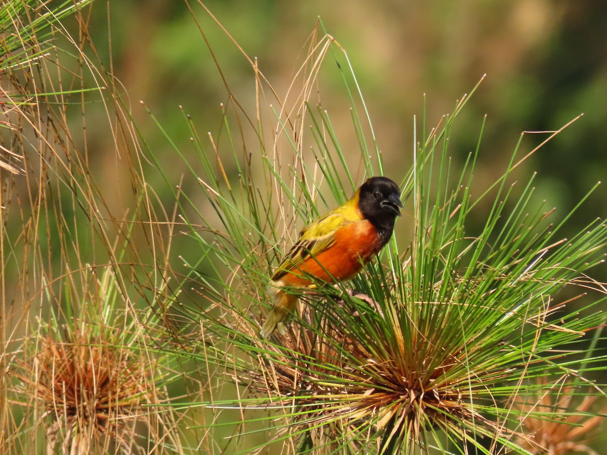 Black-headed Weaver - ML645215295