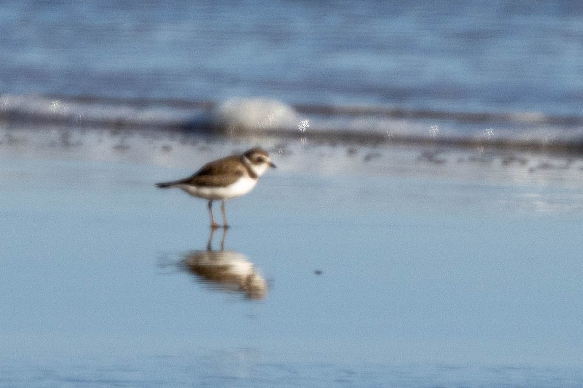 Semipalmated Plover - ML645215300