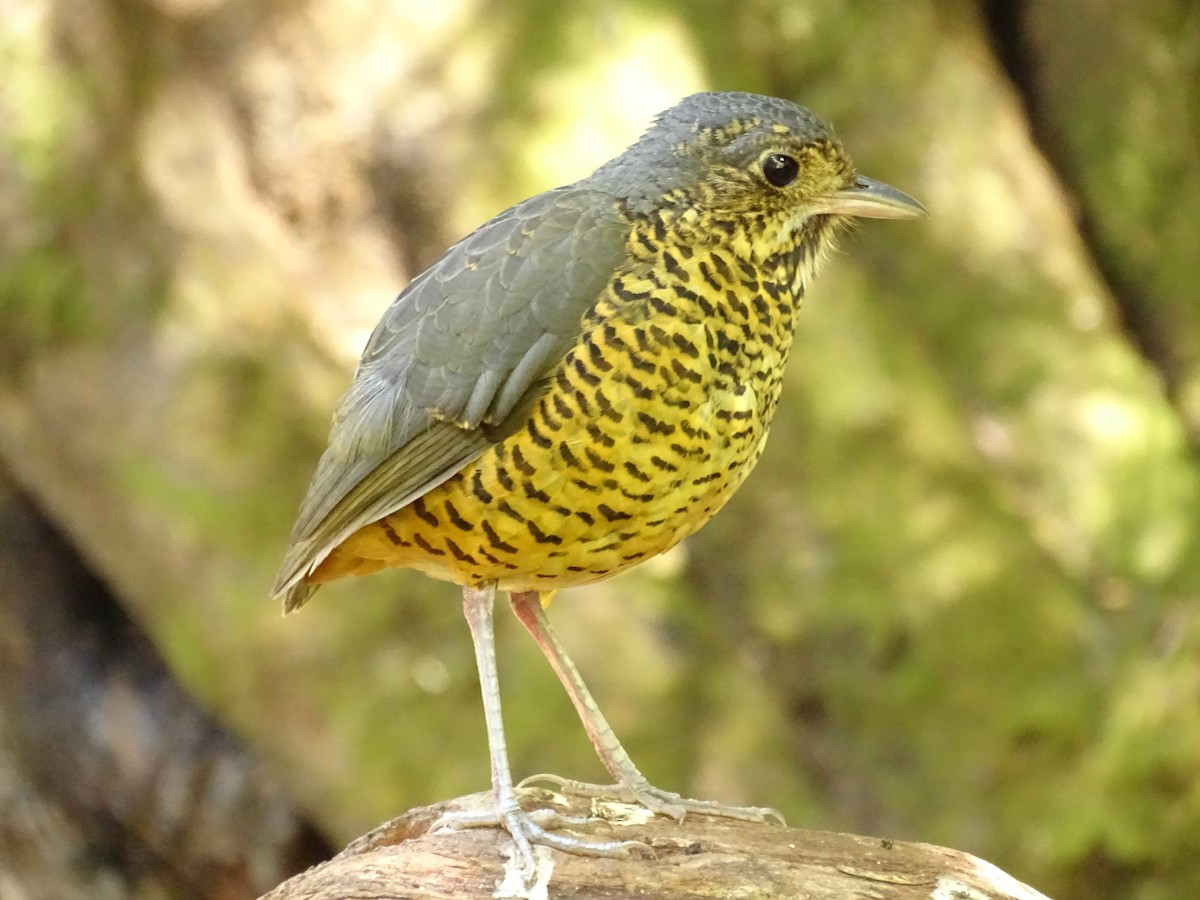 Undulated Antpitta - ML645215301