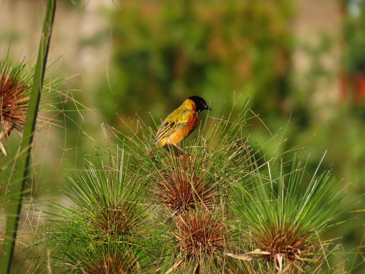 Black-headed Weaver - ML645215302