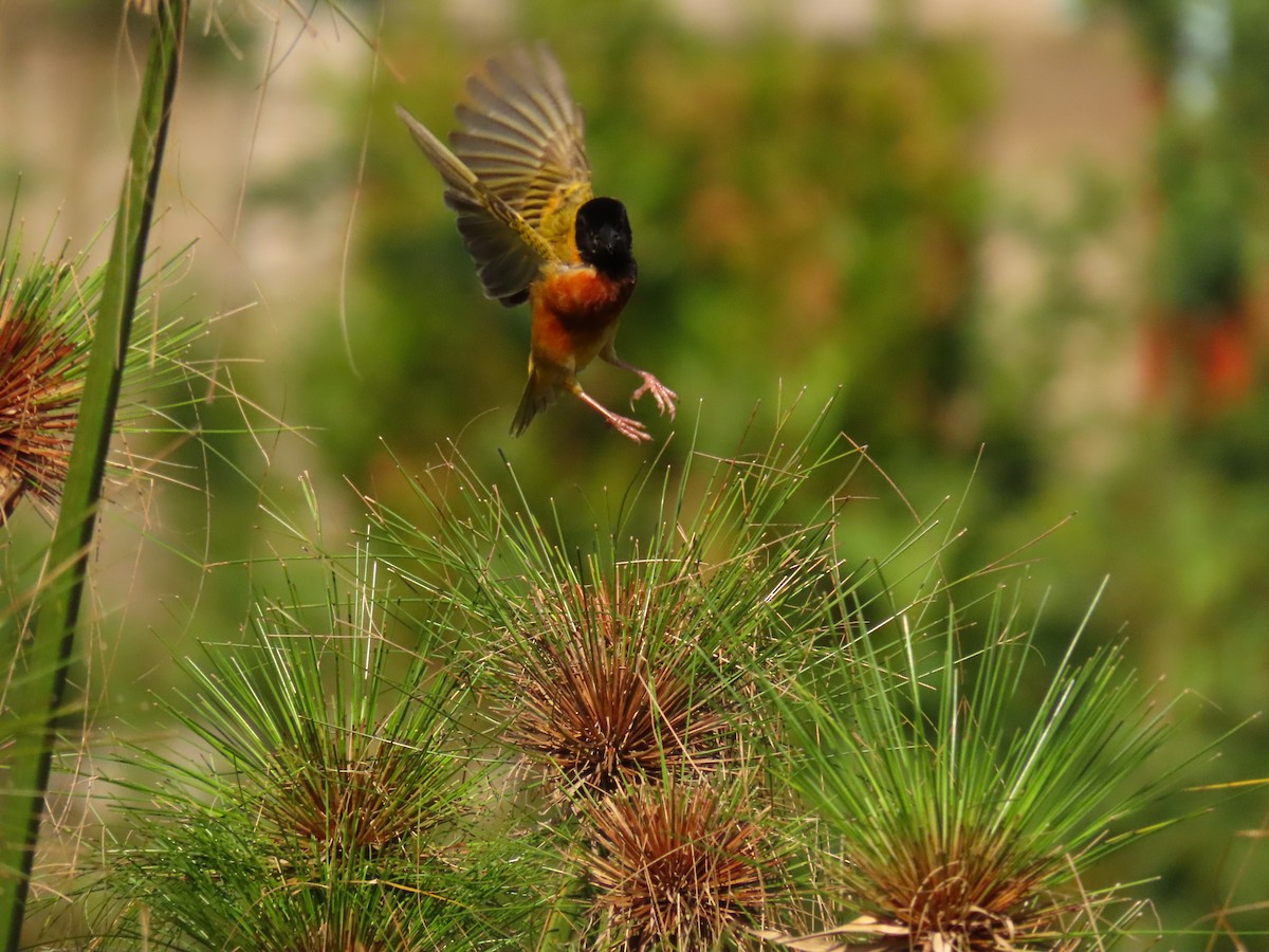Black-headed Weaver - ML645215303