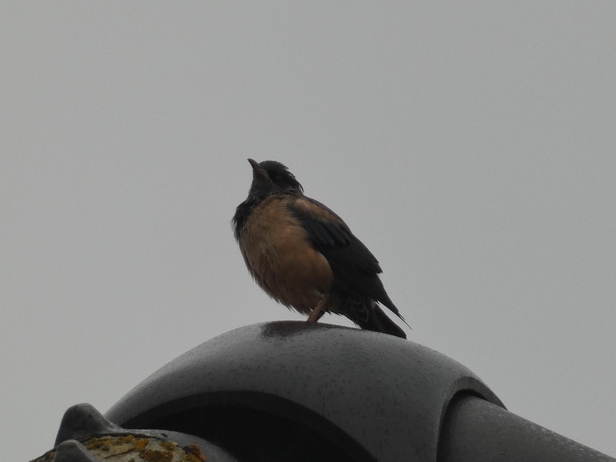Rosy Starling - ML645215304
