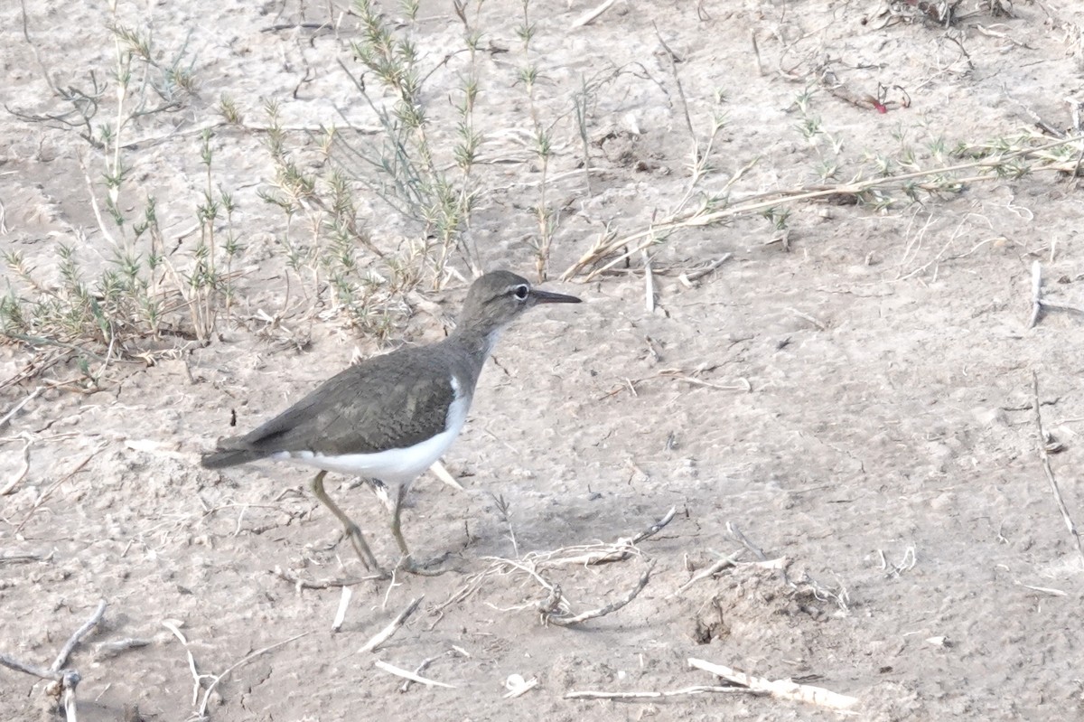 Spotted Sandpiper - ML645215306