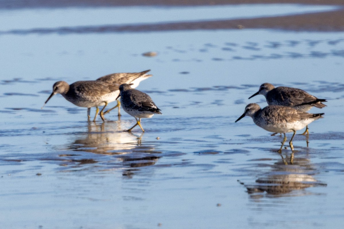 Red Knot - ML645215308